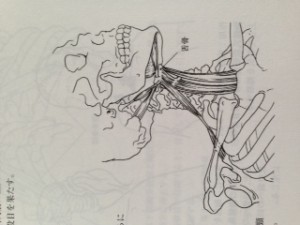 舌骨イラスト『新・動きの解剖学』87ページより