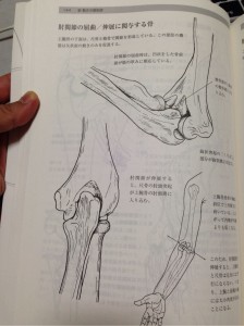 『新・動きの解剖学』144ページ