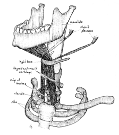f9bede5549-deep-muscles-larynx-connection-Gorman