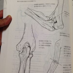 『新・動きの解剖学』144ページ
